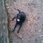 Labrador retriever Anton *MitLiw*