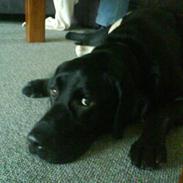 Labrador retriever Anton *MitLiw*