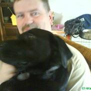 Labrador retriever Anton *MitLiw*