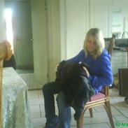 Labrador retriever Anton *MitLiw*