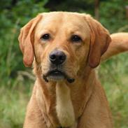 Labrador retriever Mailck