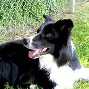 Border collie Smiley King