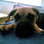 Blanding af racer Baloo