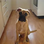 Blanding af racer Baloo