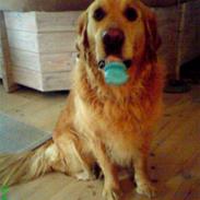 Golden retriever Janus