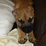 Blanding af racer Baloo