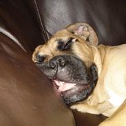 Blanding af racer Baloo