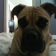 Blanding af racer Baloo