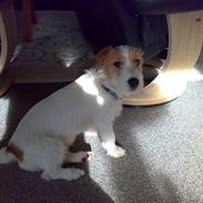 Jack russell terrier Jack