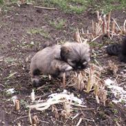 Lhasa apso lulu