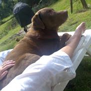 Labrador retriever basse