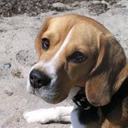Beagle Balder