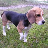 Beagle Balder