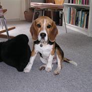 Beagle Balder