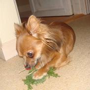 Chihuahua Jerry