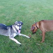 Blanding af racer Mille