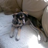 Blanding af racer Mille