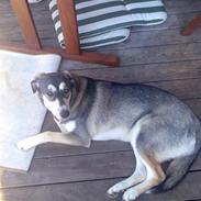 Blanding af racer Mille