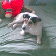 Jack russell terrier Afuditte