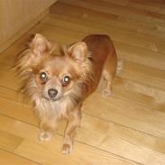 Chihuahua Jerry