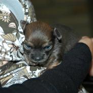 Chihuahua Jerry