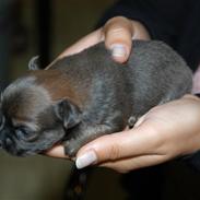 Chihuahua Jerry