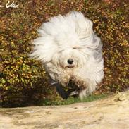 Old english sheepdog Molly