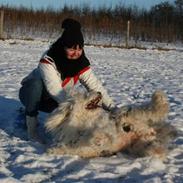 Old english sheepdog Molly