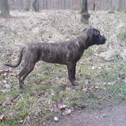 Boerboel Anasha Nataz 