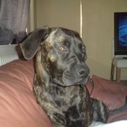 Boerboel Anasha Nataz 