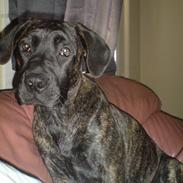 Boerboel Anasha Nataz 