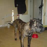 Boerboel Anasha Nataz 