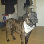 Boerboel Anasha Nataz 