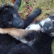 Blanding af racer Bella