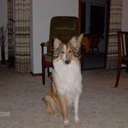 Collie langhåret Sussi