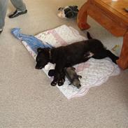 Blanding af racer Bella