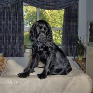 Cocker spaniel Blackie