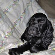 Cocker spaniel Blackie