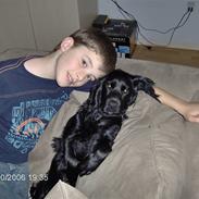 Cocker spaniel Blackie