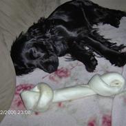 Cocker spaniel Blackie