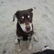 Blanding af racer Storm