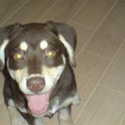 Blanding af racer Storm