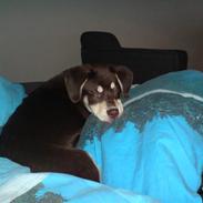 Blanding af racer Storm