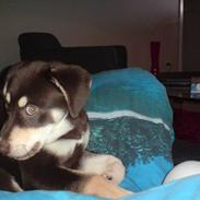 Blanding af racer Storm