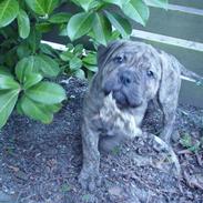 Bullmastiff NEWTON