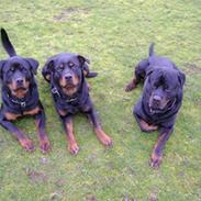 Rottweiler Dusty/Junior/Kira/Akia
