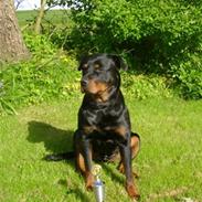 Rottweiler Dusty/Junior/Kira/Akia