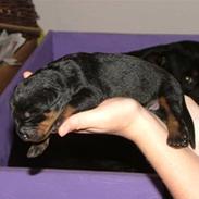 Rottweiler Dusty/Junior/Kira/Akia