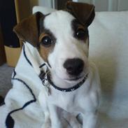 Jack russell terrier Plet (R.I.P.)