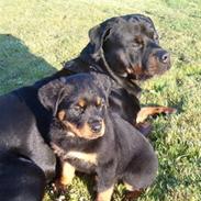 Rottweiler Dusty/Junior/Kira/Akia